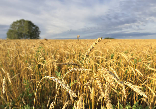 istock Ear of rye on a field background 1285020879