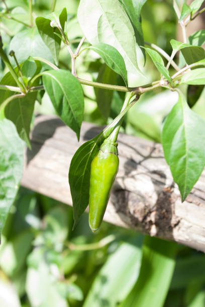 istock Green chili peppers growing 1285022765