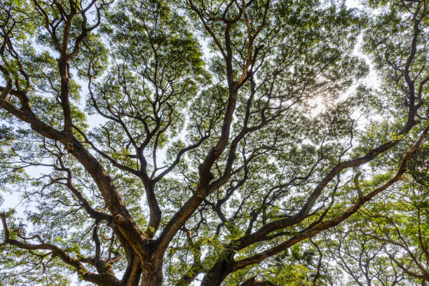 istock A backlit shot of a big tree branch, each of which spread out into several smaller branches 1285022889