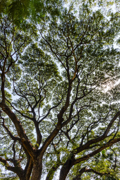 istock A backlit shot of a big tree branch, each of which spread out into several smaller branches 1285022891