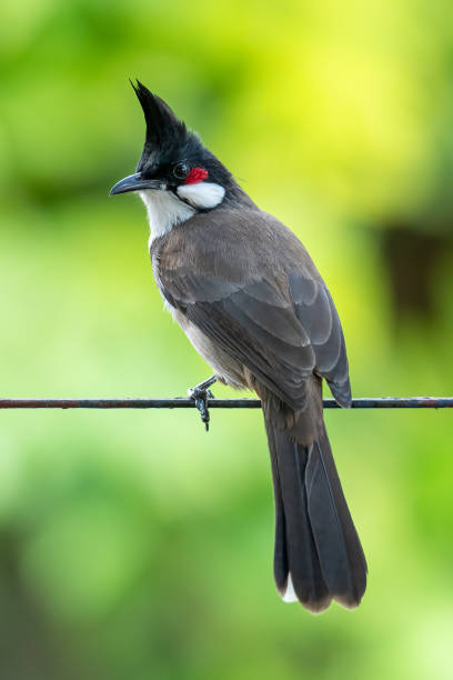 istock Red-whiskered Bulbul perching on a metal bar looking into a distance 1285023087