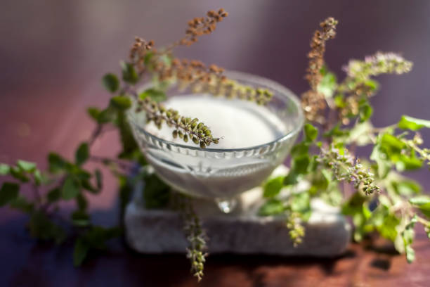Best homemade DIY face mask to remove dead skin cells on the brown colored wooden surface consisting of some tulsi or basil leaves well mixed with curd. Shot of fresh basil leaves and curd. mejor mascarilla facial diy casera para eliminar las células muertas de la piel en la superficie de madera de color marrón que consiste en algunas hojas de tulsi o albahaca bien mezcladas con cuajada. un plano de hojas frescas de albahaca y cuajada.