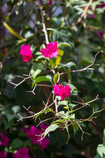 istock Pink bougainvillea flowers bloom beautifully with a blurred background. 1285024162