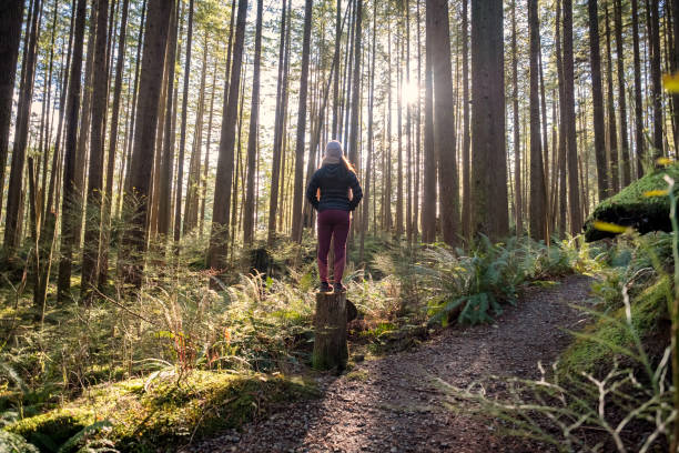 Solo Woman Hiker on Tree Stump Viewing Sun Through Trees