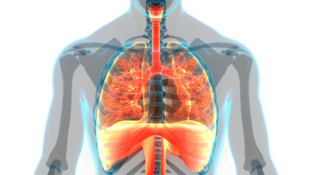 istock Human Respiratory System Lungs with Diaphragm Anatomy 1285024936