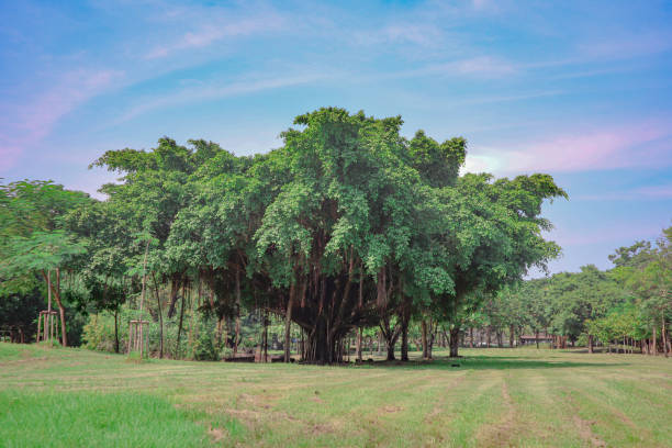 istock Banyan tree, a big tree in Chatuchak Park, Bangkok 1285026550