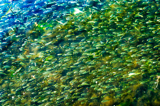 Menhaden Pogy Fish Swarm School Padanaram Harbor Buzzards Bay Dartmouth Massachusetts. Millions of Pogy Fish Swarm Together Next to Padanaram Bridge