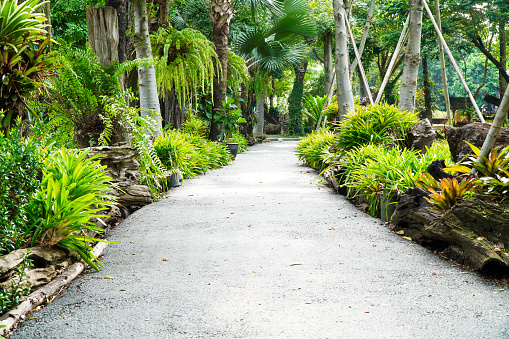 Along the walkway, there are many kinds of trees