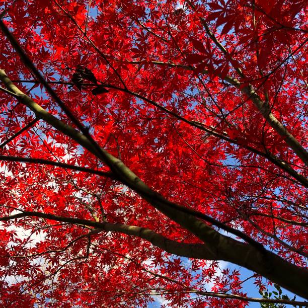 istock Japanese maple in the fall with red leaves 1285027781