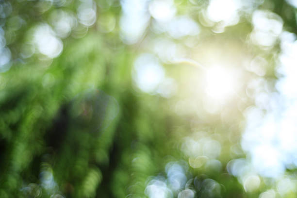 istock Blur background from tree and sky in natural light 1285028618