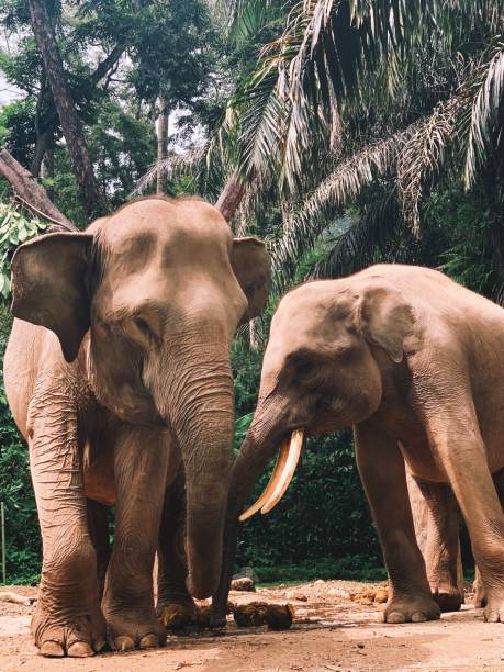 istock Zoo - elephant family 1285028734