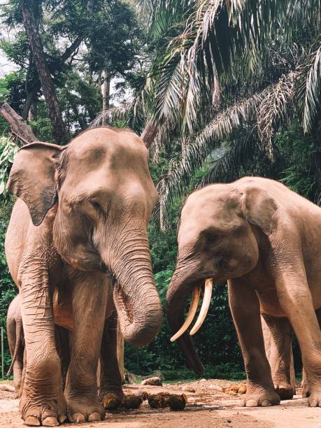 istock Zoo - elephant family 2 1285028738
