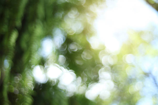 istock Blur background from tree and sky in natural light 1285029424