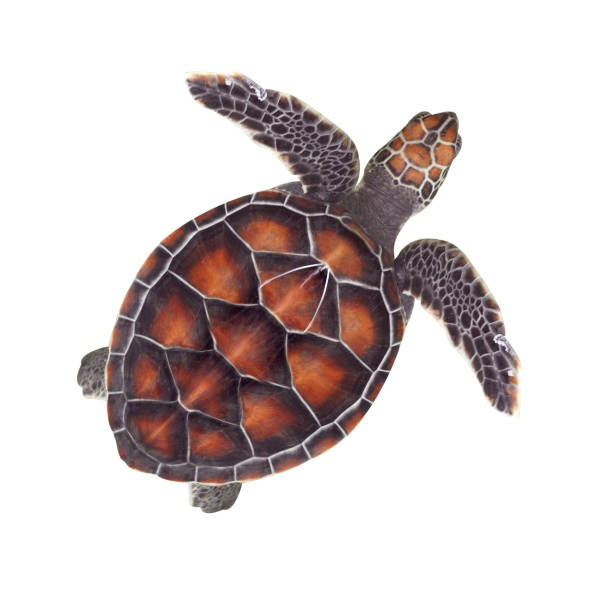 istock Baby sea turtle isolated on white background 1285030131