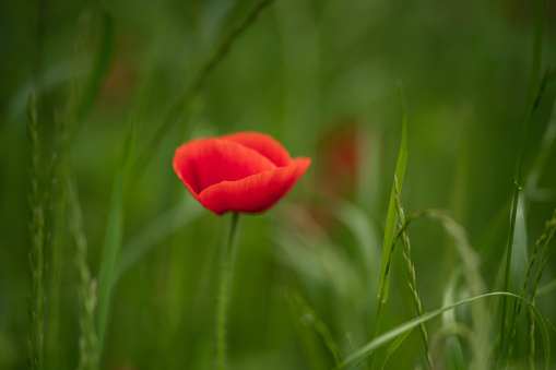 Red shirley poppy at the garden park