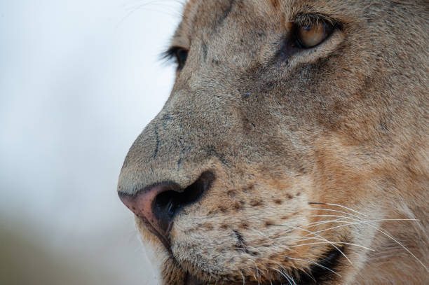 istock Female Lion in Africa 1285030348