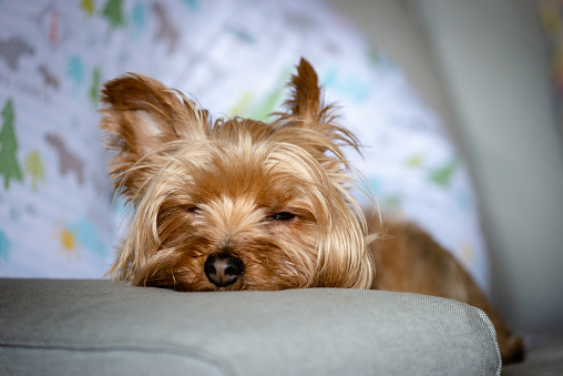 Yorkshire Terrier Sleeping on a Couch