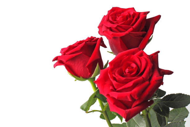 istock Bouquet of three red roses on a white background, copy space, close-up, isolate. 1285032924