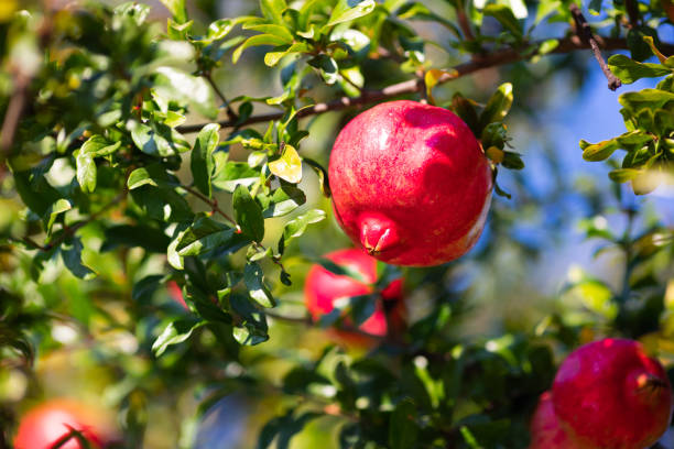 Ripe pomegranate fruit on tree branch against Blue sky
