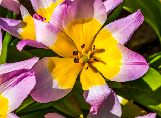 Pink Yellow Tarda Tulips Blooming Macro Pink Yellow Spring Tarda Tulips Late Tulip Blooming Macro. Native to Central Asia tulipa tarda stock pictures, royalty-free photos & images