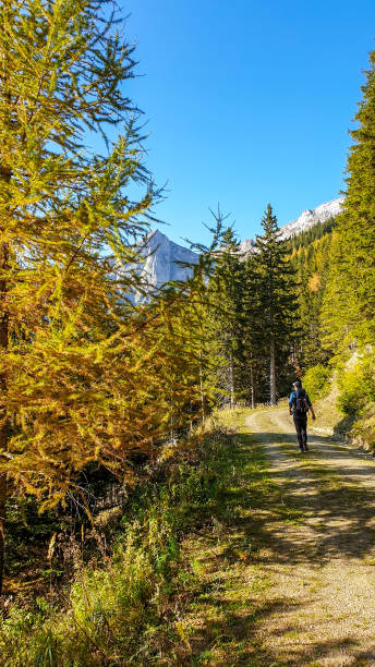 istock Hochschwab - A man hiking through the forest in Austrian Alps 1285035904