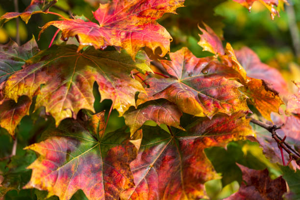 istock Colorful maple leaf's in autumn. Autumn colors background. 1285038865