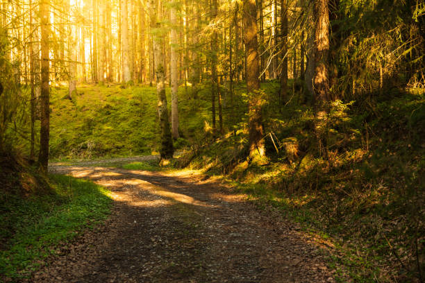 istock Beautiful green forest with sun rays coming through. 1285039069