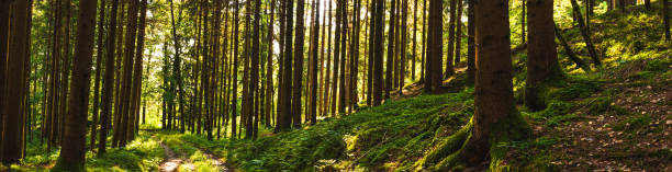 istock Beautiful green forest panorama with sun rays coming through. 1285039159