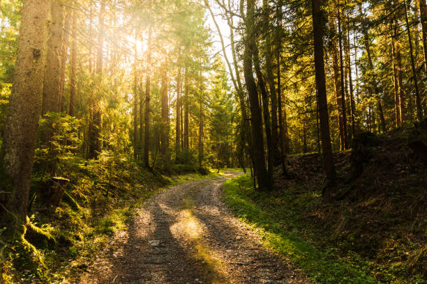 istock Beautiful green forest with sun rays coming through. 1285039184