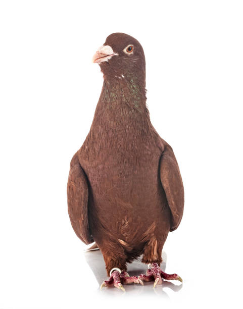 istock lebanese pigeon 1285040301