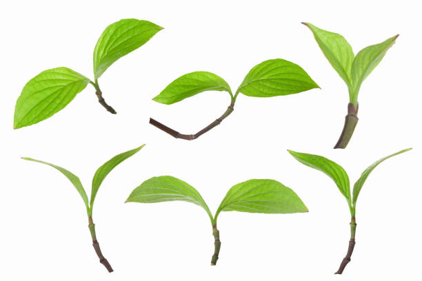 flowering dogwood leaves