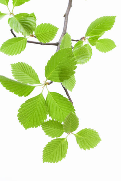 istock Young leaves of Azukinashi 1285041146