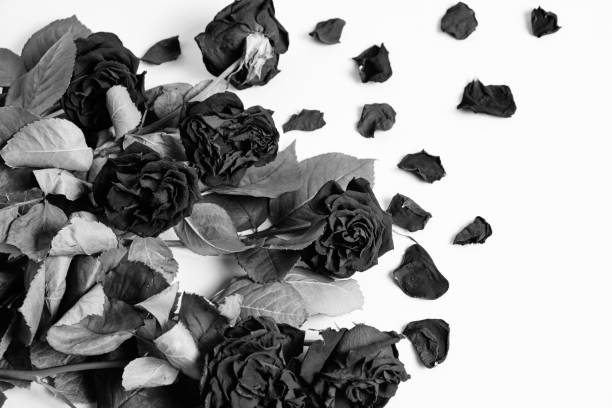 istock Bouquet of wilted roses on a light background in black and white image. 1285041208