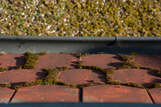 istock red roof tiles with moss between the tiles and overlooking the gutter 1285042402