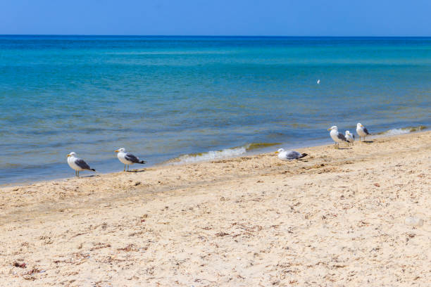 istock Seagulls on a sandy beach of the Black sea 1285042836