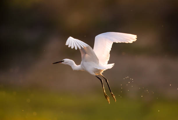 istock White little egret flying in nature. 1285043478
