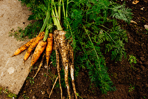 Harvested carrots and parsnips in her vegetable garden.