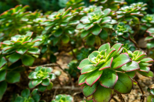 Many landscaping Echeveria agavoides Prolifera (Carpet Echeveria) vivid green succulent plant with attractive rosette and red leaf borders Many landscaping Echeveria agavoides Prolifera (Carpet Echeveria) vivid green succulent plant with attractive rosette and red leaf borders. park leaf flower head saturated color stock pictures, royalty-free photos & images