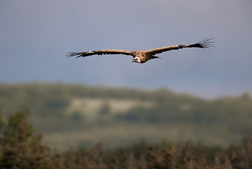 Eurasian Griffon vulture flying in nature.