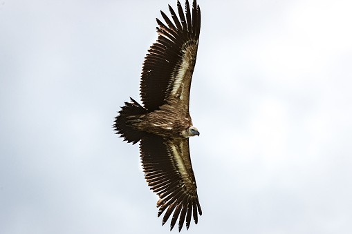 Eurasian Griffon vulture flying against the sky.