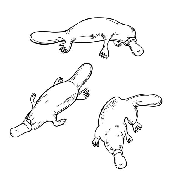 Hand drawn platypus. Vector   illustration. Hand drawn platypus (Ornithorhynchus anatinus ). Vector sketch  illustration. duck billed platypus stock illustrations