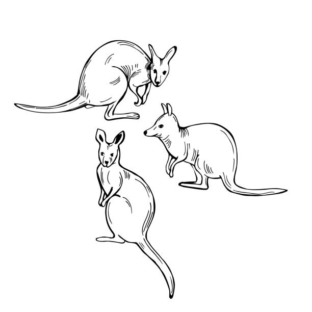 Wallaby Vector 610+ Wallaby Silhouette Stock Photos, Pictures & Royalty-Free Images ...