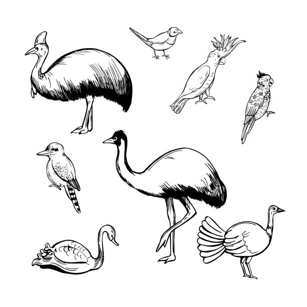 ilustraciones, imágenes clip art, dibujos animados e iconos de stock de pájaros de australia. ilustración vectorial. - 6732