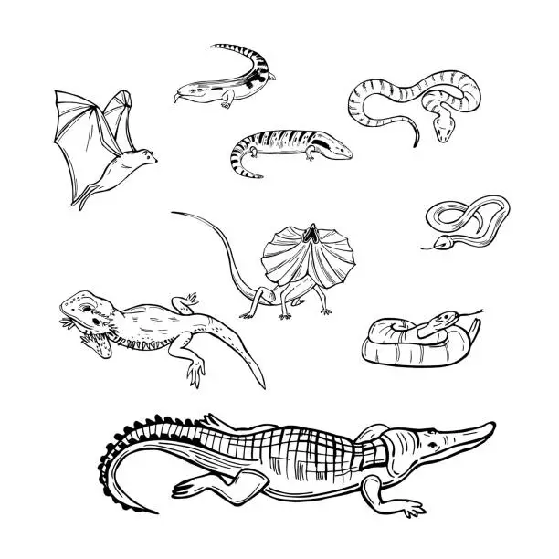 Vector illustration of Reptiles australia.   Vector illustration.