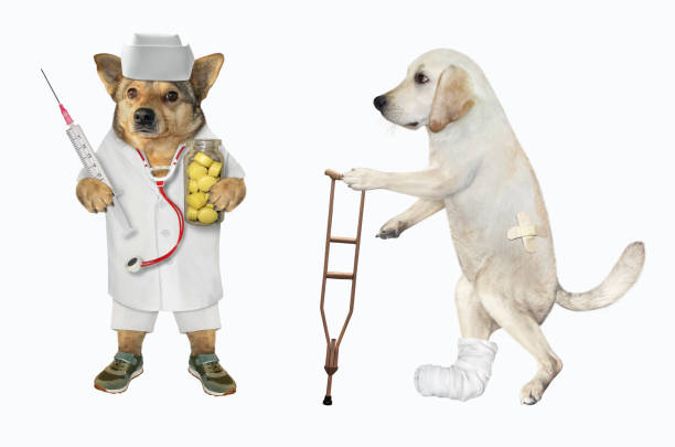 istock Dog on crutch and vet 1285046459