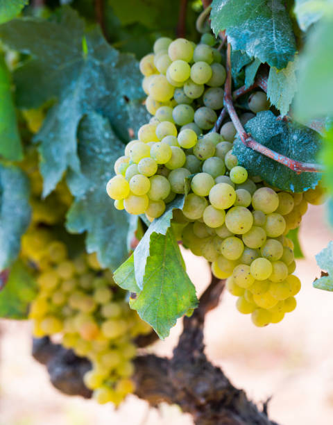 istock Ripe green grapes hanging in fruit garden 1285046533