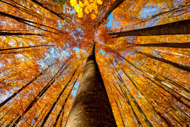 Autumn colors on mountain trails. The leaves of the trees turn yellow in early November.