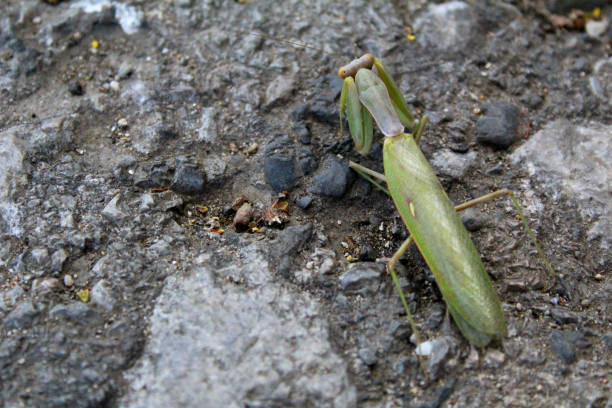 green mantis on the ground in autumn