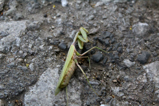 istock green mantis on the ground in autumn 1285049265