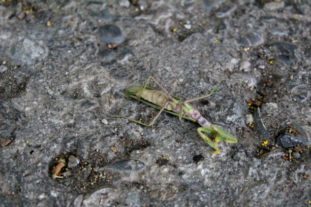 green mantis on the ground in autumn